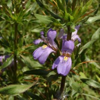 Hygrophila auriculata (Schumach.) Heine